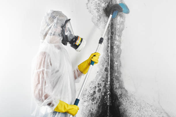 Best Commercial Mold Inspection  in Myrtle Grove, FL